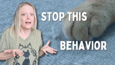 Cheap & Easy DIY Fix for Cats Scratching Carpet