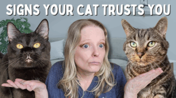 does my cat trust me