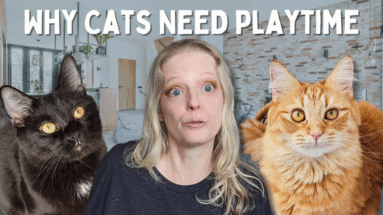 interactive play for cats