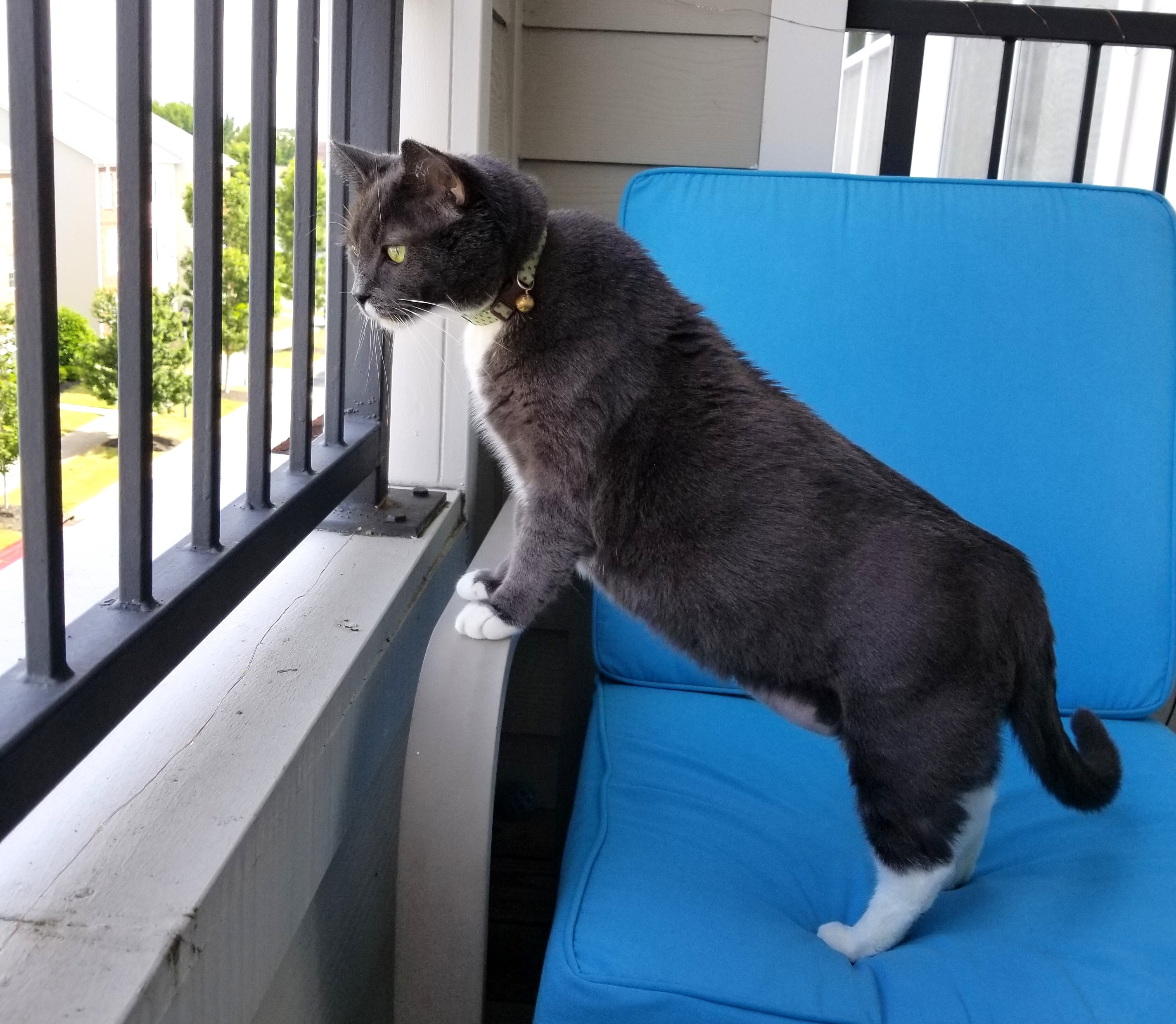 How to Prevent Your Cat from Overheating