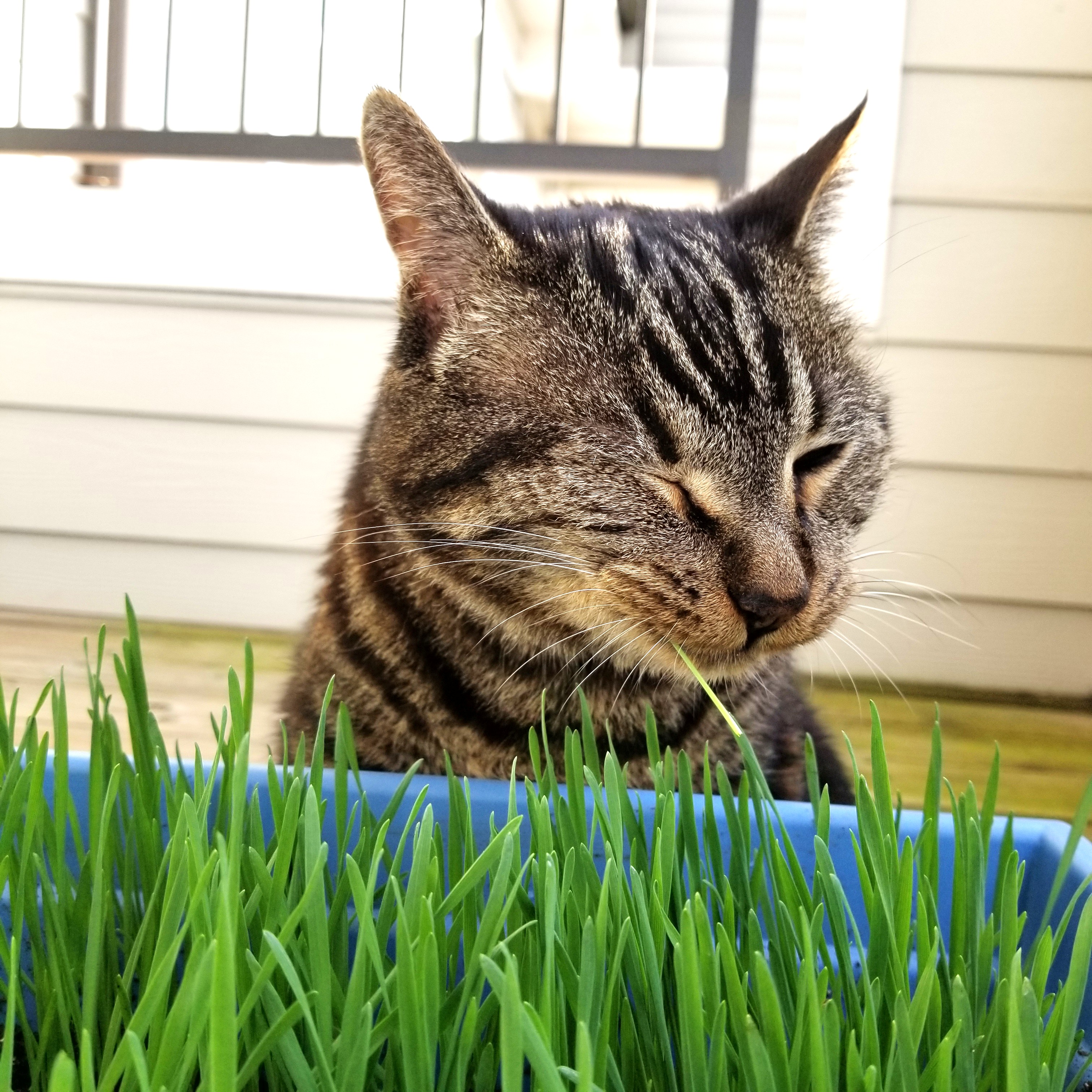 cat grass Feet