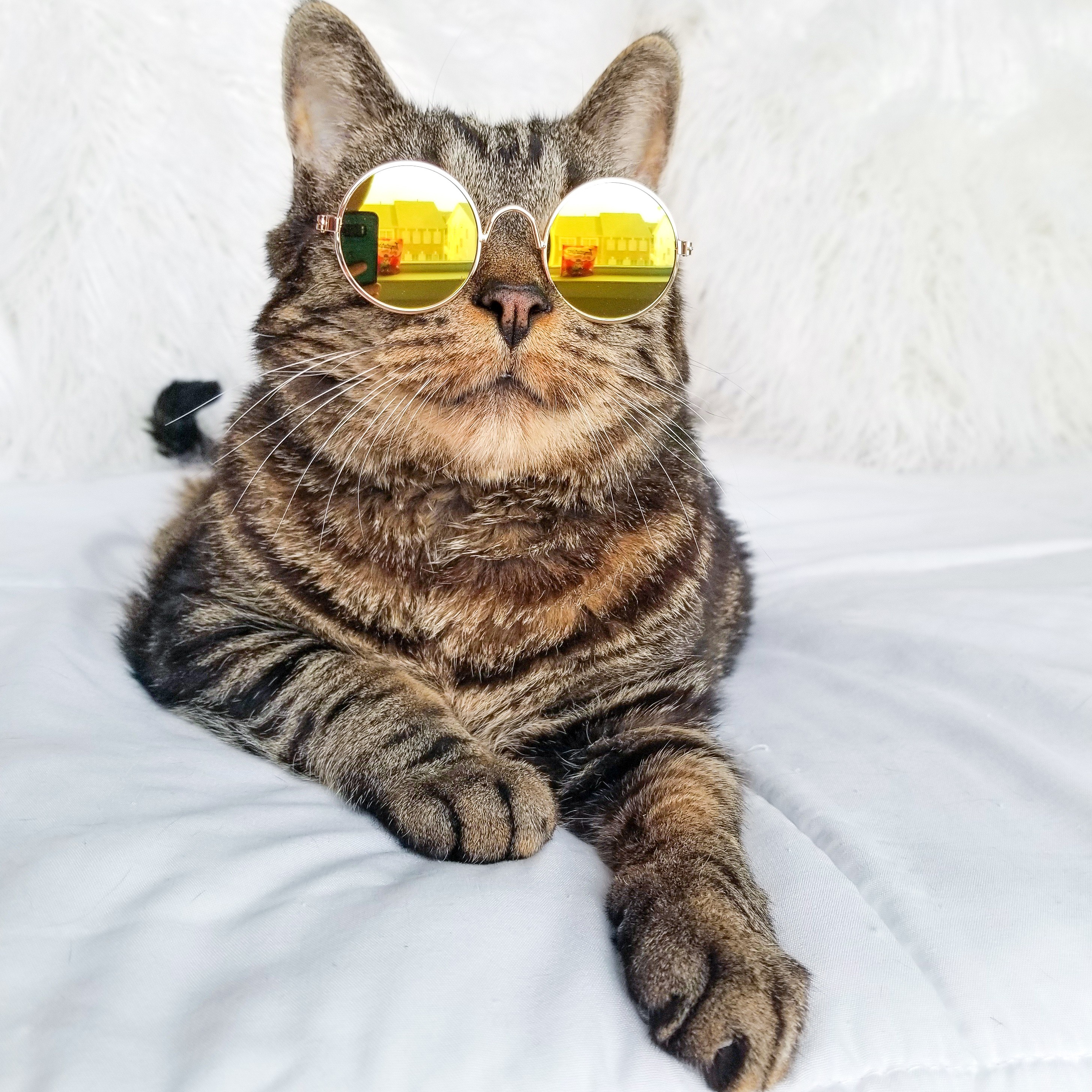 How to Prevent Your Cat from Overheating Feet