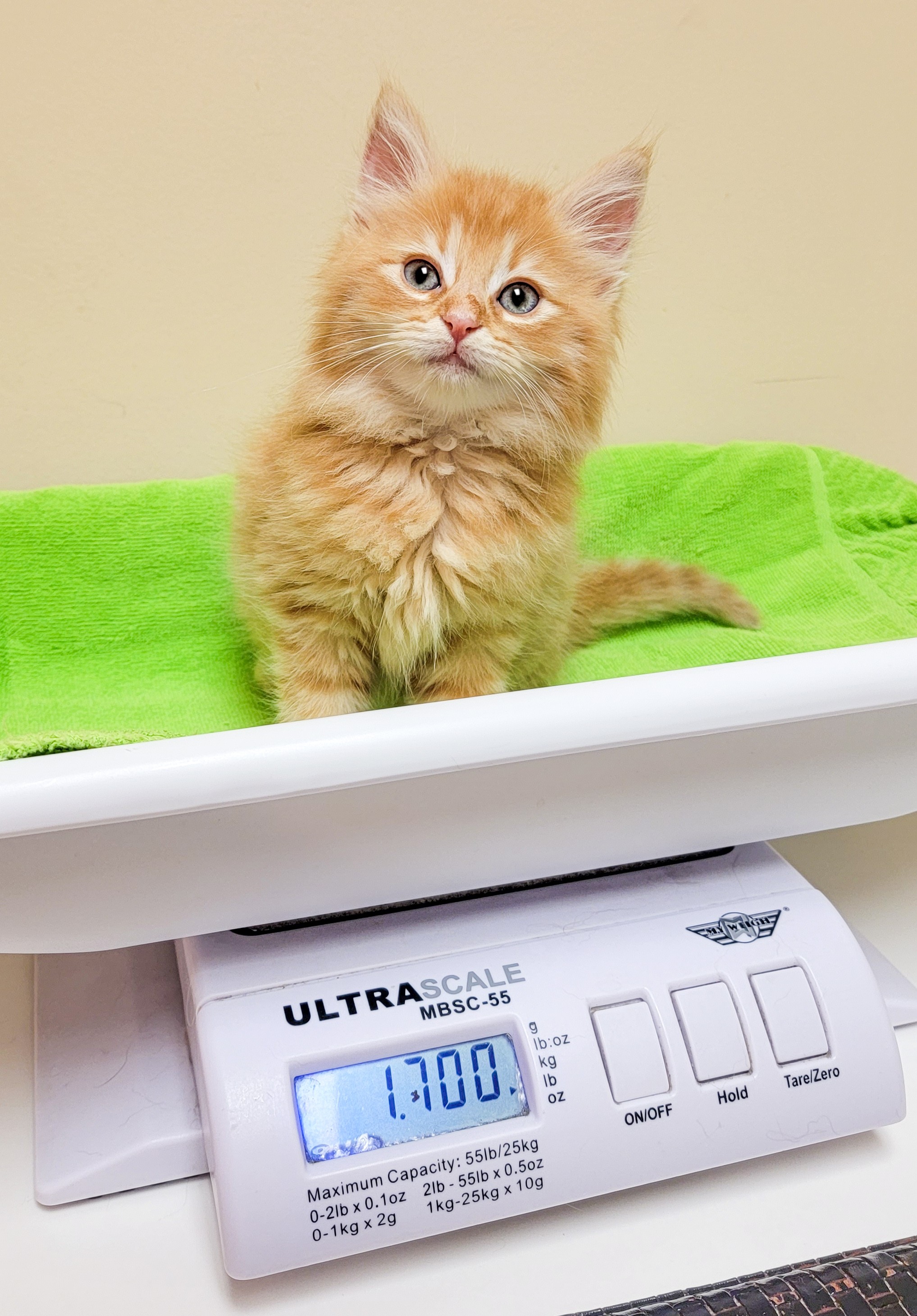 Taking Your Cats To The Vet Love