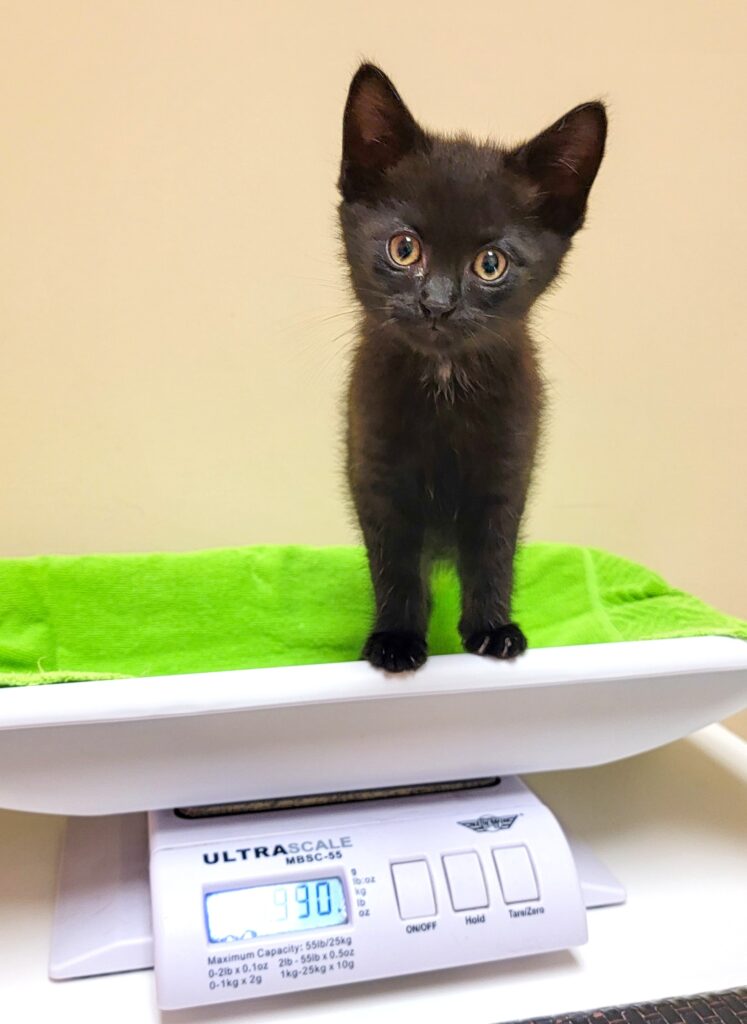 Taking Your Cats To The Vet true