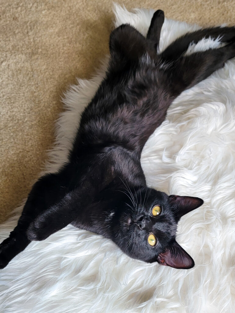 Does Your Cat Trust You? Here’s How to Tell