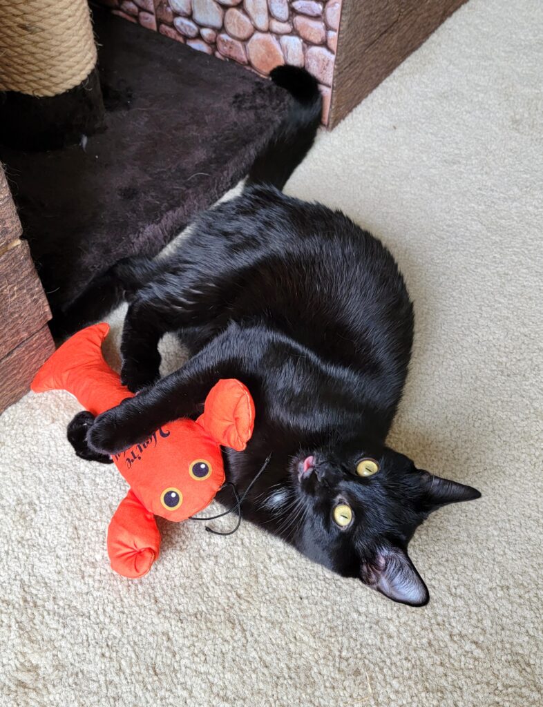 Interactive Play for Cats: How 10 Minutes a Day Changes Everything