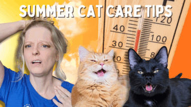 how to prevent your cat from overheating