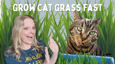 How To Grow Cat Grass