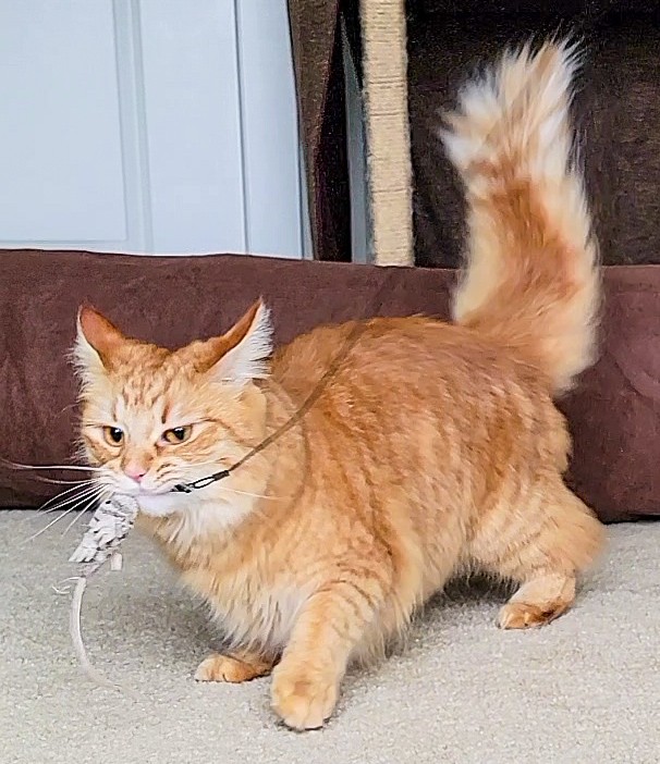 interactive play for cats love